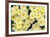 Primrose on floor of decidious woodland, Scotland-Laurie Campbell-Framed Photographic Print