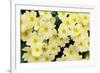 Primrose on floor of decidious woodland, Scotland-Laurie Campbell-Framed Photographic Print