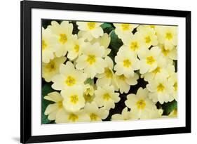 Primrose on floor of decidious woodland, Scotland-Laurie Campbell-Framed Photographic Print