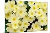 Primrose on floor of decidious woodland, Scotland-Laurie Campbell-Mounted Photographic Print