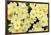 Primrose on floor of decidious woodland, Scotland-Laurie Campbell-Framed Photographic Print