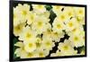 Primrose on floor of decidious woodland, Scotland-Laurie Campbell-Framed Photographic Print