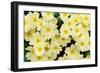 Primrose on floor of decidious woodland, Scotland-Laurie Campbell-Framed Photographic Print