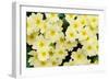 Primrose on floor of decidious woodland, Scotland-Laurie Campbell-Framed Photographic Print