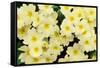 Primrose on floor of decidious woodland, Scotland-Laurie Campbell-Framed Stretched Canvas