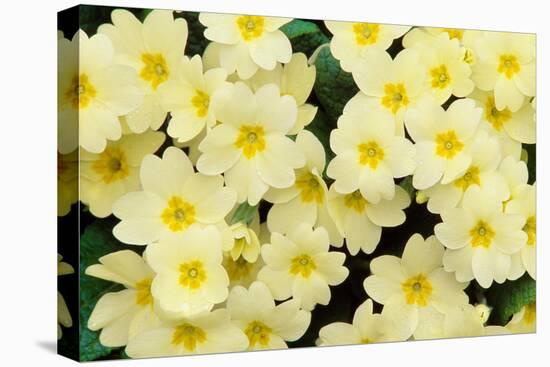 Primrose on floor of decidious woodland, Scotland-Laurie Campbell-Stretched Canvas