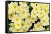 Primrose on floor of decidious woodland, Scotland-Laurie Campbell-Framed Stretched Canvas