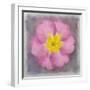 Primrose Pink-Cora Niele-Framed Giclee Print