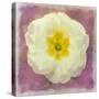 Primrose White-Cora Niele-Stretched Canvas