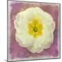 Primrose White-Cora Niele-Mounted Giclee Print