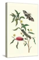 Primrose Willow or Water Purslane with a Banded Sphinx-Maria Sibylla Merian-Stretched Canvas