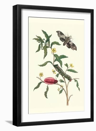 Primrose Willow or Water Purslane with a Banded Sphinx-Maria Sibylla Merian-Framed Art Print