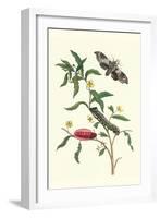 Primrose Willow or Water Purslane with a Banded Sphinx-Maria Sibylla Merian-Framed Art Print