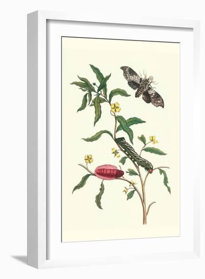 Primrose Willow or Water Purslane with a Banded Sphinx-Maria Sibylla Merian-Framed Art Print