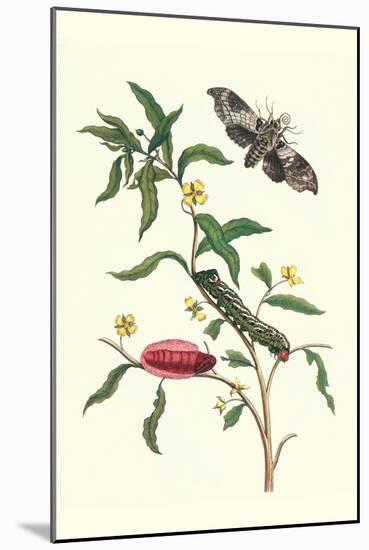 Primrose Willow or Water Purslane with a Banded Sphinx-Maria Sibylla Merian-Mounted Art Print