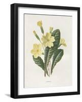 Primrose-Gwendolyn Babbitt-Framed Art Print
