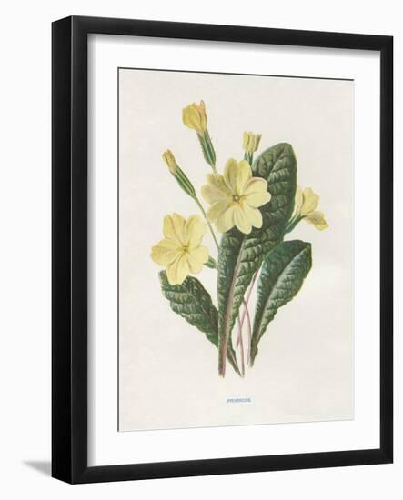 Primrose-Gwendolyn Babbitt-Framed Art Print