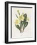 Primrose-Gwendolyn Babbitt-Framed Art Print