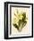 Primrose-null-Framed Art Print