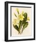 Primrose-null-Framed Art Print