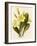 Primrose-null-Framed Art Print