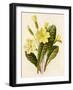 Primrose-null-Framed Art Print