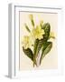 Primrose-null-Framed Art Print