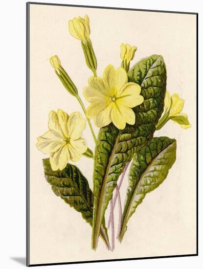 Primrose-null-Mounted Art Print