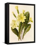 Primrose-null-Framed Stretched Canvas