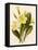 Primrose-null-Framed Stretched Canvas