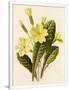 Gramercy White