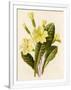 Gramercy White