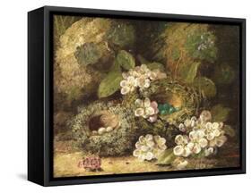 Primroses and Bird's Nests on a Mossy Bank, 1882-Oliver Clare-Framed Stretched Canvas