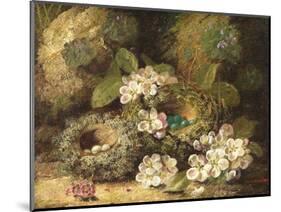 Primroses and Bird's Nests on a Mossy Bank, 1882-Oliver Clare-Mounted Giclee Print