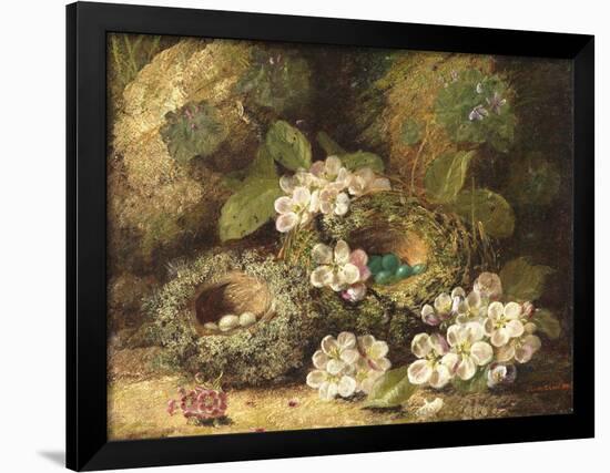 Primroses and Bird's Nests on a Mossy Bank, 1882-Oliver Clare-Framed Giclee Print