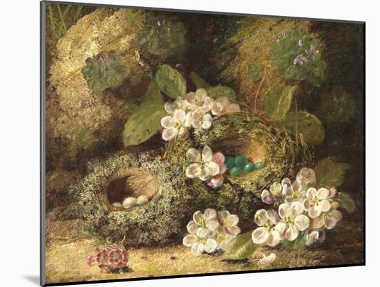 Primroses and Bird's Nests on a Mossy Bank, 1882-Oliver Clare-Mounted Giclee Print