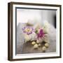 Primroses in Empty Snail Shells-Alena Hrbkova-Framed Photographic Print