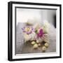 Primroses in Empty Snail Shells-Alena Hrbkova-Framed Photographic Print