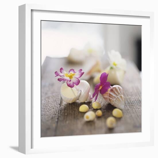 Primroses in Empty Snail Shells-Alena Hrbkova-Framed Photographic Print