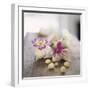 Primroses in Empty Snail Shells-Alena Hrbkova-Framed Photographic Print