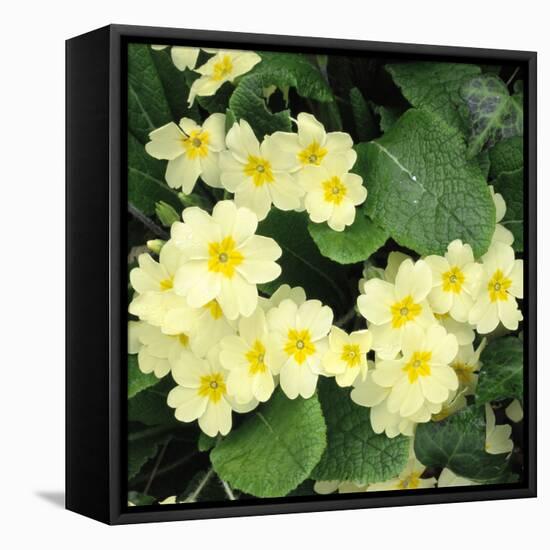 Primroses Spring-null-Framed Stretched Canvas