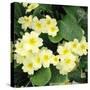 Primroses Spring-null-Stretched Canvas