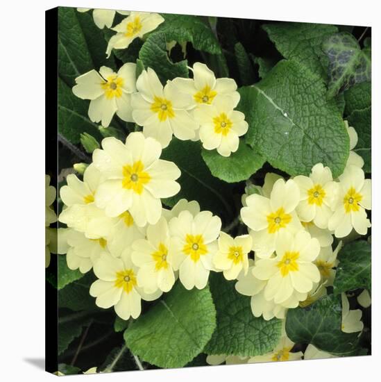 Primroses Spring-null-Stretched Canvas