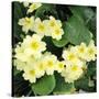 Primroses Spring-null-Stretched Canvas