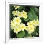 Primroses Spring-null-Framed Photographic Print