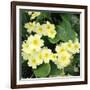 Primroses Spring-null-Framed Photographic Print