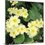 Primroses Spring-null-Mounted Photographic Print