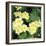 Primroses Spring-null-Framed Photographic Print