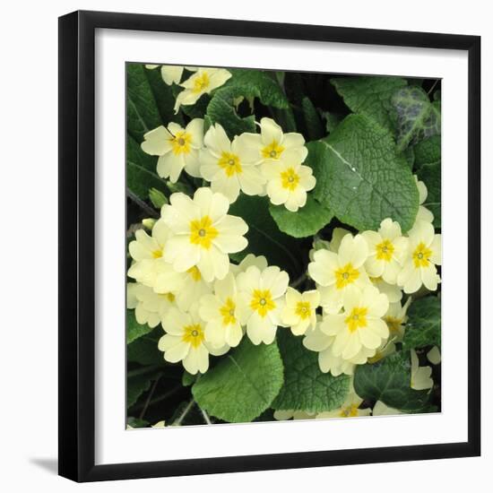 Primroses Spring-null-Framed Photographic Print