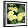 Primroses Spring-null-Framed Photographic Print